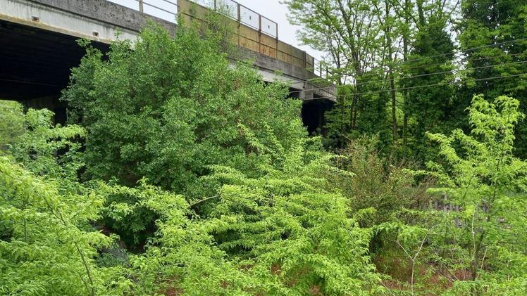 Il cavalcavia sulla ferrovia a Bagnolo è sommerso dalla vegetazione 