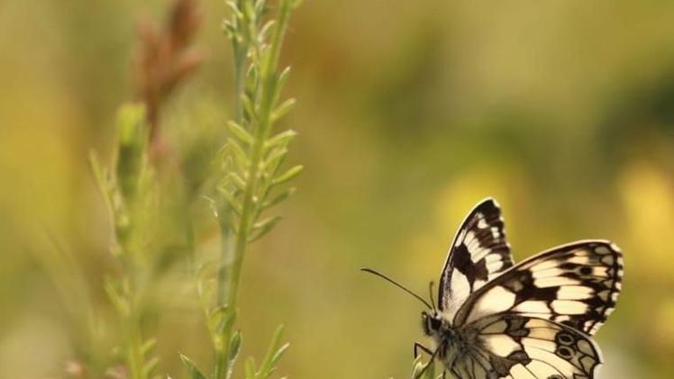 Una Melanargia  galathea nella nuova oasi delle farfalle della Cascina Belmonte  FOTO SIMONA TONOLI