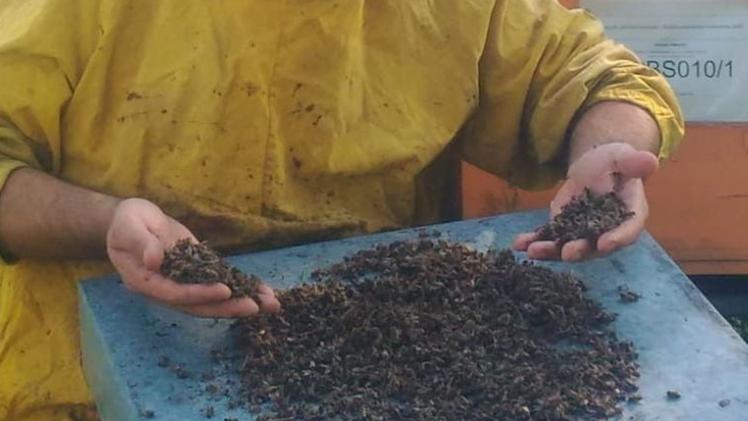 Ancora api morte avvelenate nella Bassa: il fenomeno sta assumendo la fisionomia di una vera emergenza 