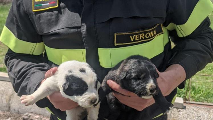 I cuccioli salvati a Valeggio