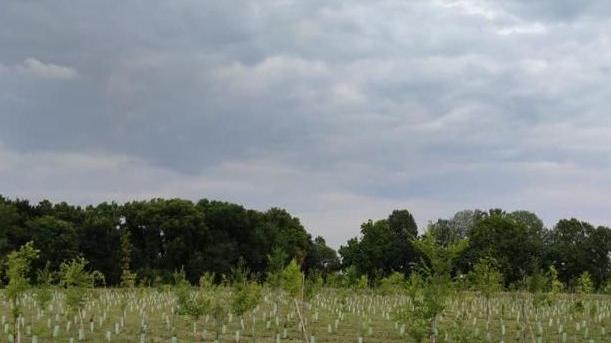 Il taglio del nastro del Bosco delle api sbocciato a Flero per innalzare il tasso di verde del territorioUna porzione degli alberi messi a dimora con i fondi regionali