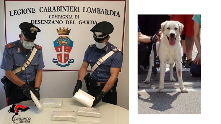 I carabinieri di Desenzano con i sei chili di cocaina sequestrati e il labrador anti-droga Grom