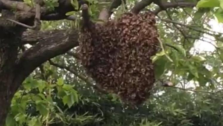 Uno degli sciami di api sopravvissuto alla moria che ha investito gli alveari di Roccafranca 