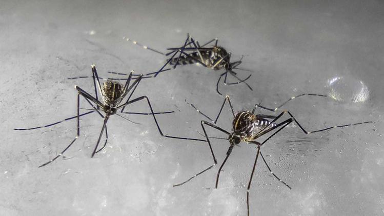 Le zanzare coreane scoperte tra Brescia e Bergamo