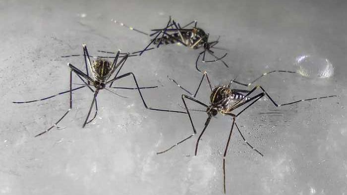 La zanzara coreana è stata segnalata per la prima volta dieci anni fa in Veneto. Ora dilaga nel Nord Italia