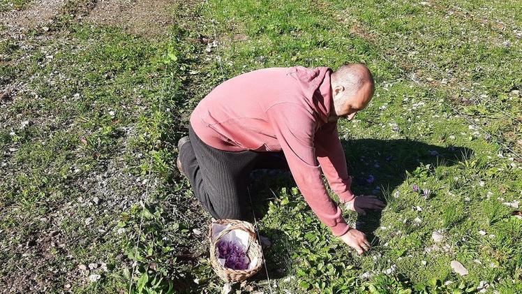 La coltivazione  dei crocus dai quali si ricava lo zafferano di Valcamonica Andrea Belotti  con i fiori e col prodotto finito e confezionato