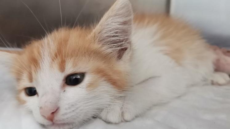 Il gattino di soli 60 giorni trovato con frattura scomposta del femore