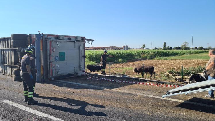 Camion carico di mucche ribaltato in A4 tra Brescia e Desenzano: la scena dell'incidente