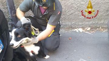 Il cagnolino salvato dai vigili del fuoco in borgo Venezia