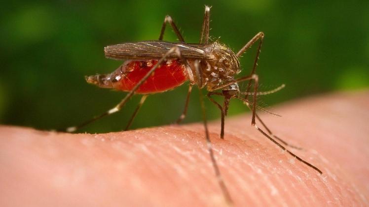 La zanzara è il vettore del virus del Nilo Occidentale. Raddoppiati i casi registrati in Italia in una settimana