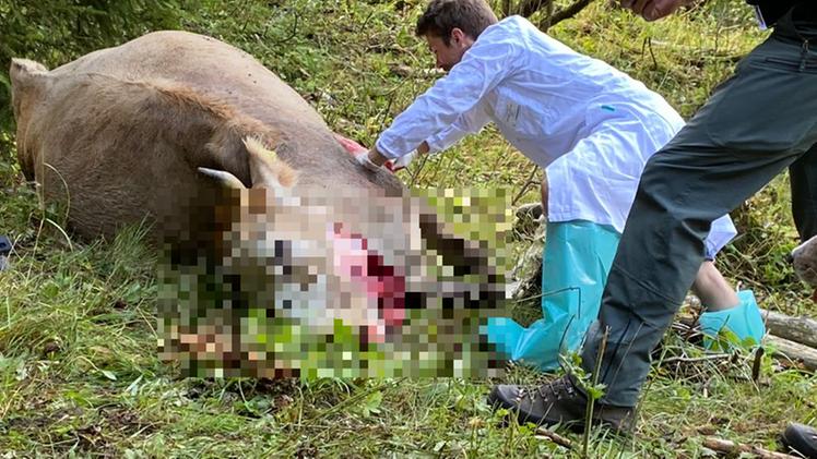 La mucca aggredita e uccisa da un altro animale al Pian d'Astrio