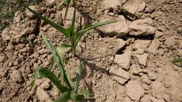 Campi distrutti dalla siccità: per l’agricoltura un vero disastro