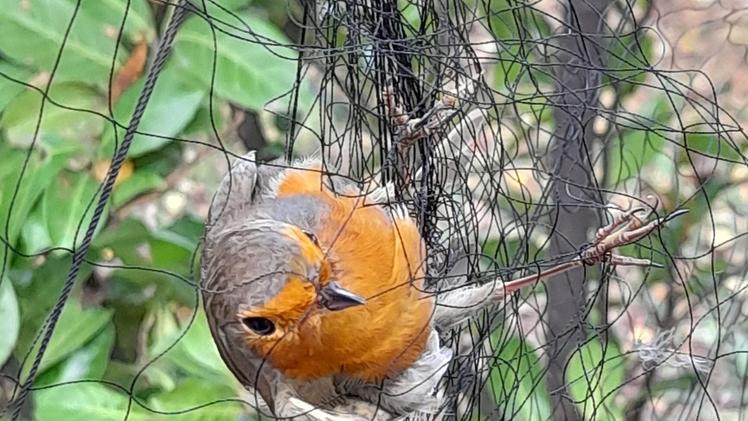 La liberazione di un frosoneUn pettirosso imprigionato in una rete da uccellagione