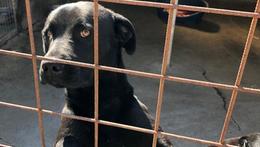 Il cane Morgana ospitato nel canile sanitario di Verona