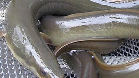 La pesca delle anguille sul Garda è vietata dal 2011 per la questione Pcb