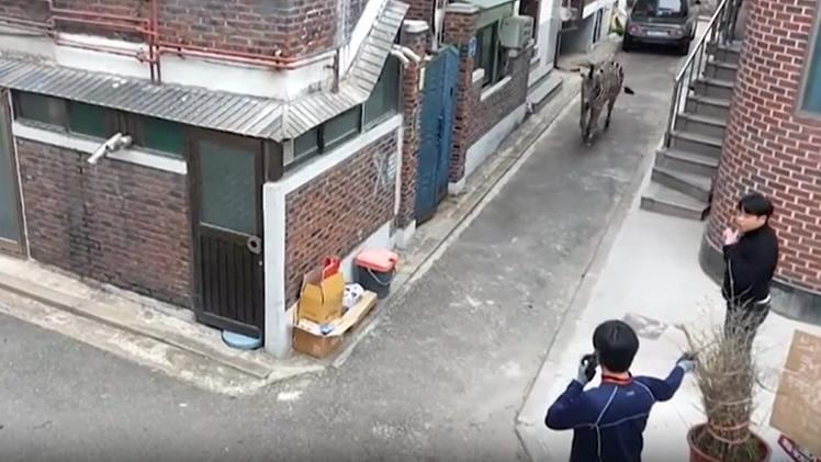 Il video della zebra per le strade di Seul