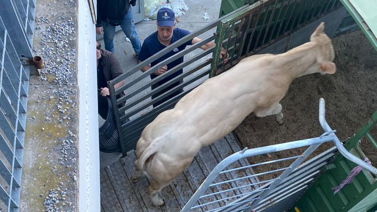 Una delle due vacche fuggite a Lombardia Carne, qui durante la cattura